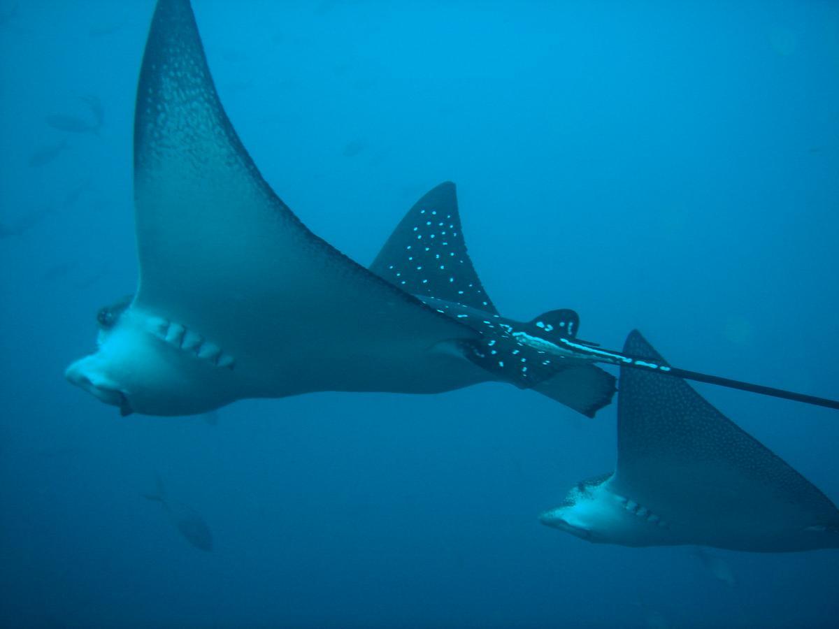 Mantaraya Lodge Puerto López Zewnętrze zdjęcie